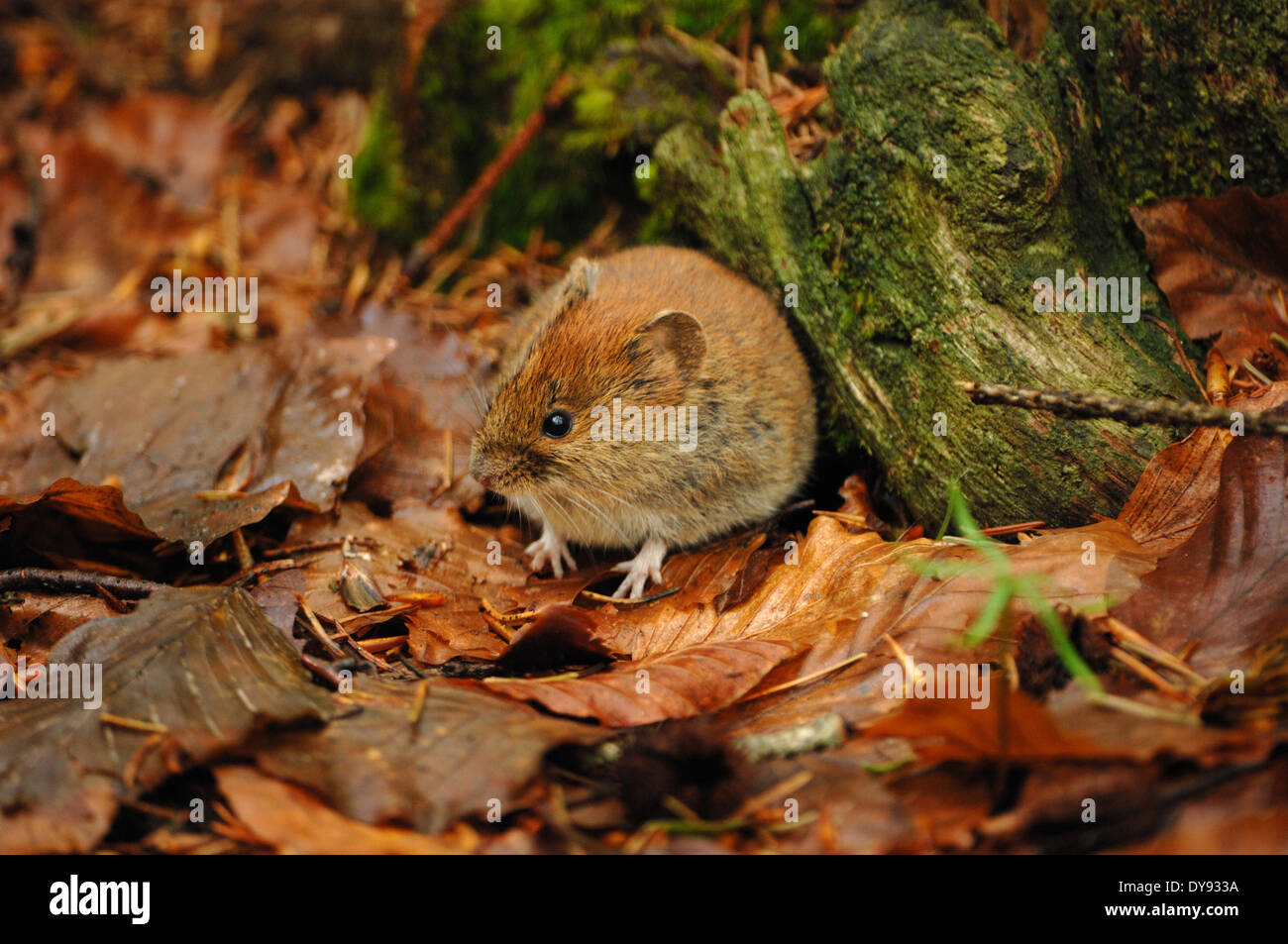 Mice mouse vole root vole voles bank vole Clethrionomys glareolus
