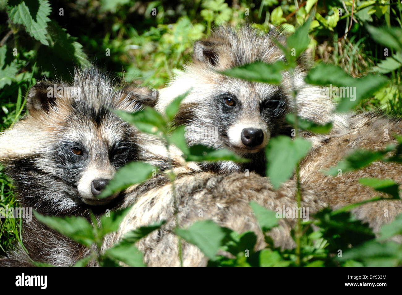 raccoon dog Enok Nyctereutes procyonoides canids predators spring Immigrated wild animals invasive fur fur animal run away live Stock Photo