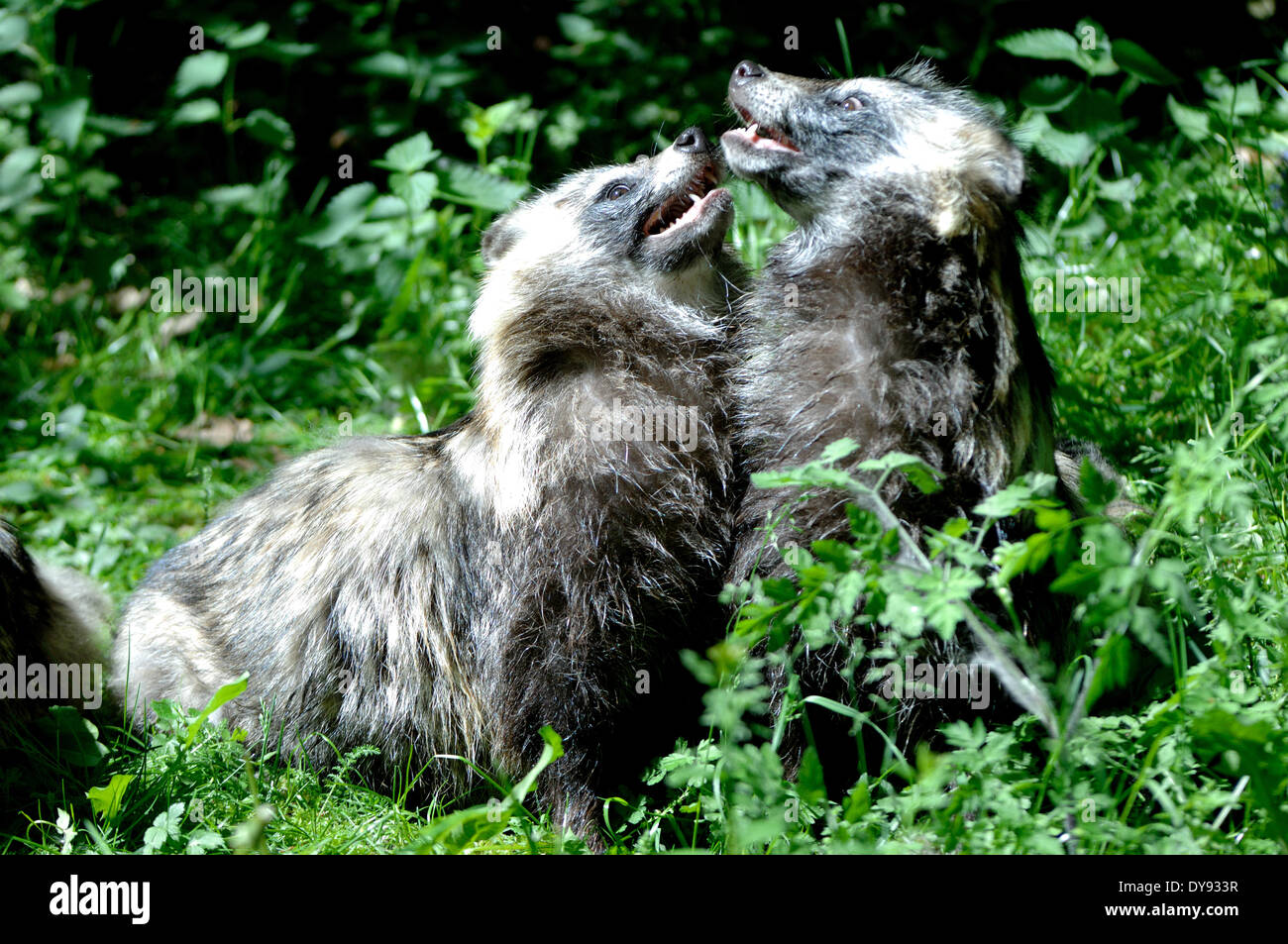 raccoon dog Enok Nyctereutes procyonoides canids predators spring Immigrated wild animals invasive fur fur animal run away live Stock Photo