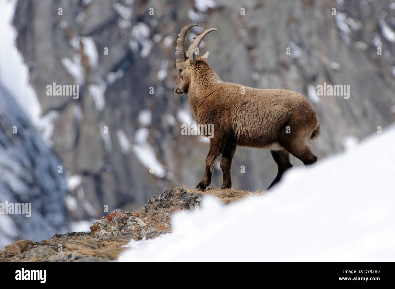 Capricorn Ibex mountain goat clovenhoofed animal horns Bovidae goat