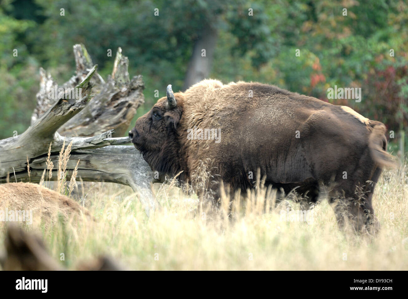 Bison bison bonasus Bovinae cattle buffaloes horns bovine cloven-hoofed animal bisons autumn animal animals Germany Europe, Stock Photo