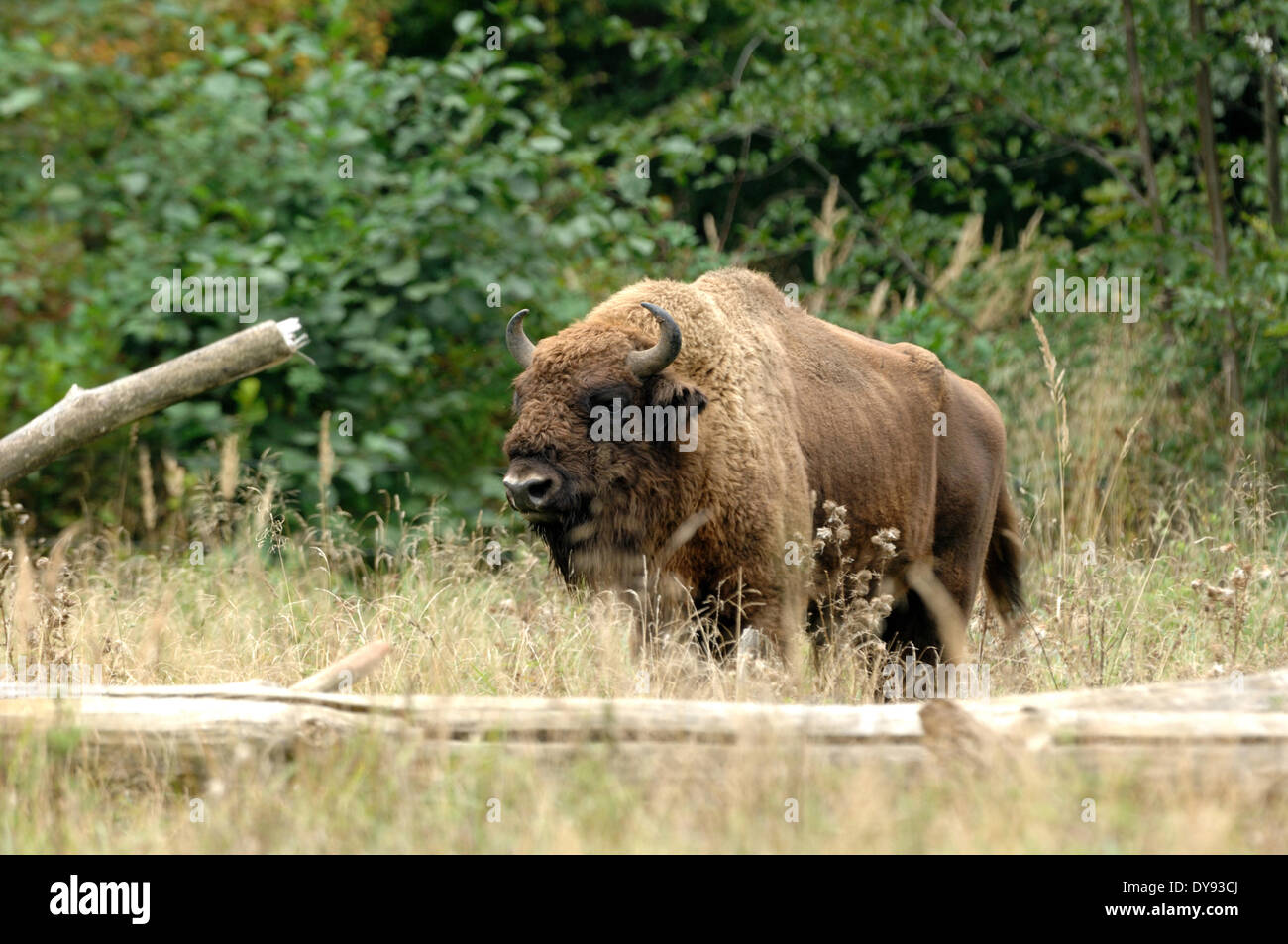 Bison bison bonasus Bovinae cattle buffaloes horns bovine cloven-hoofed animal bisons autumn animal animals Germany Europe, Stock Photo