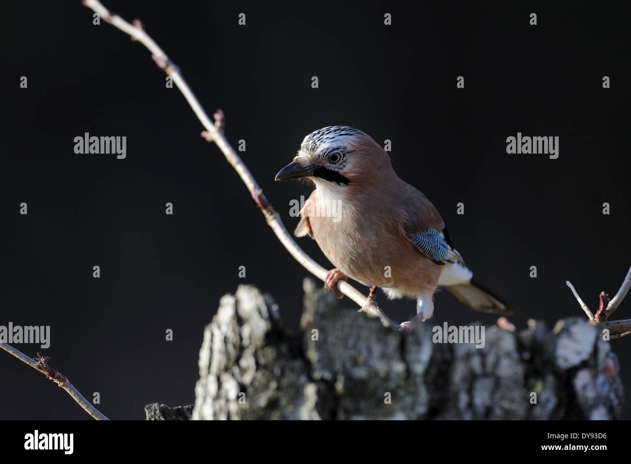 Jay, songbirds, passerines, corvids, Garrulus glandarius, birds, bird, spring, animal, animals, Germany, Europe, Stock Photo