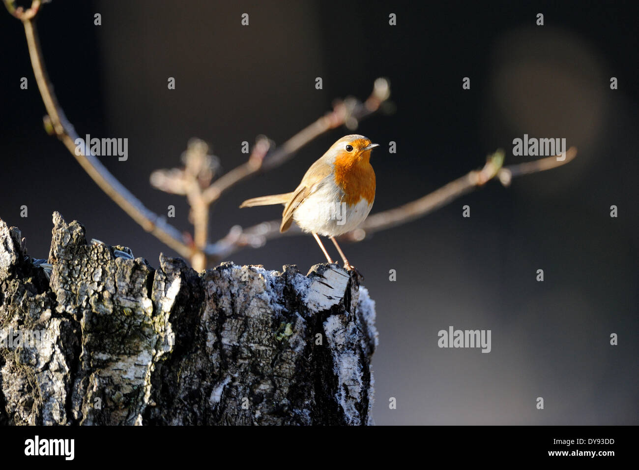 Redbreasts, robin, songbirds, passerines, fly, flycatchers, songbird, bird, birds, animal, animals, Germany, Europe, Stock Photo