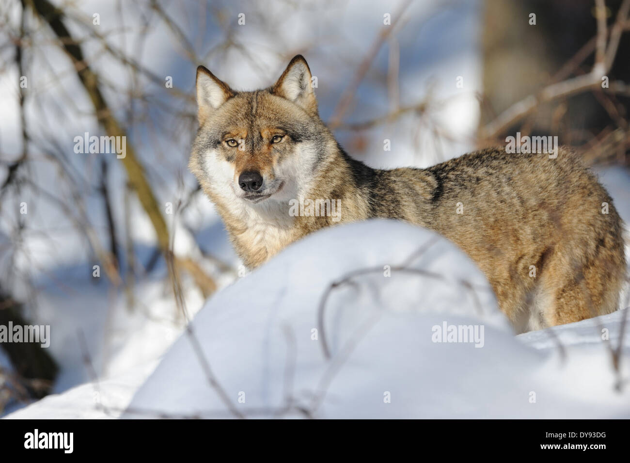 Canis lupus canids European Wolf gray wolf predators wolves predator ...