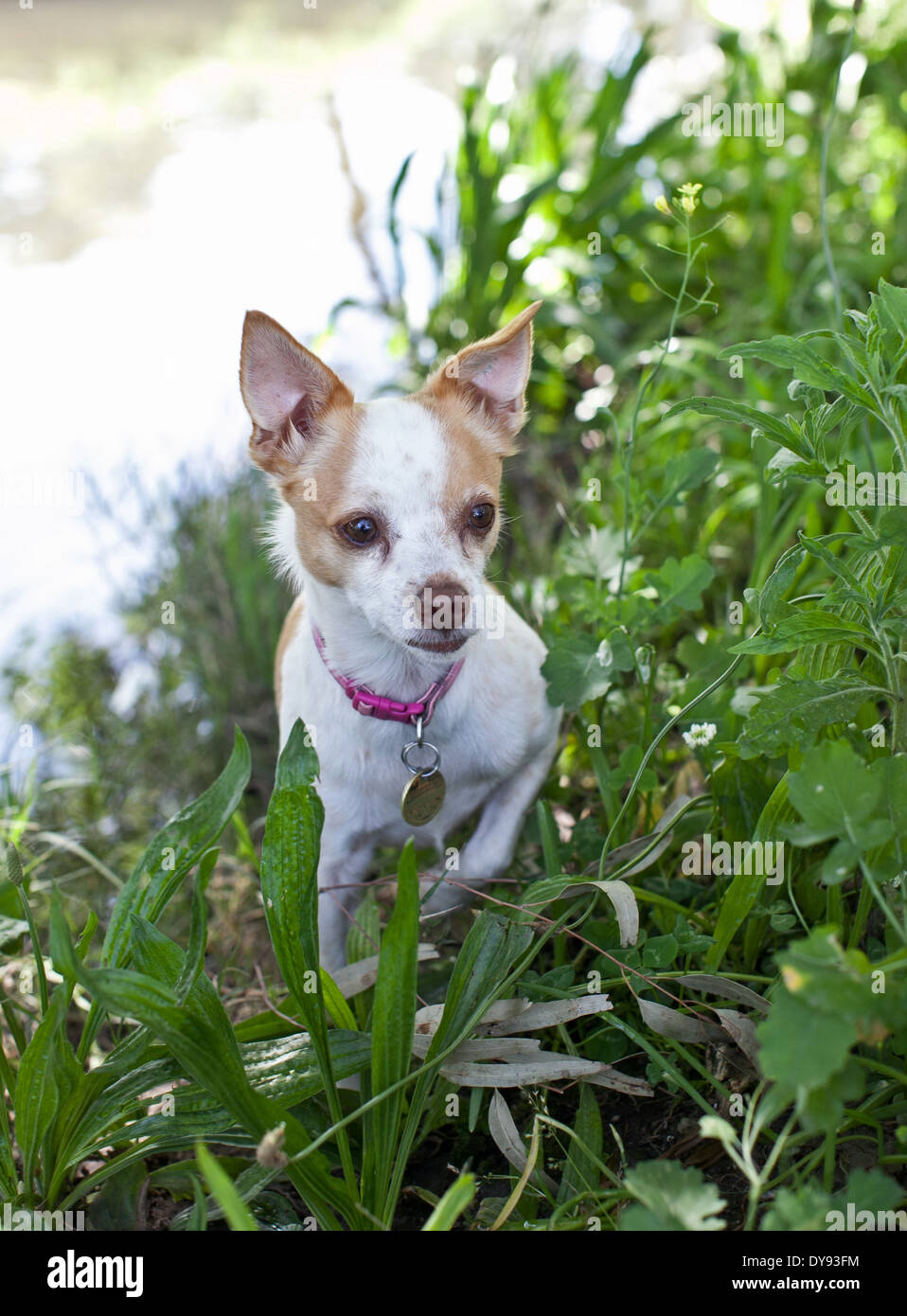 Chihuahua x Jack Russell dog Stock Photo Alamy