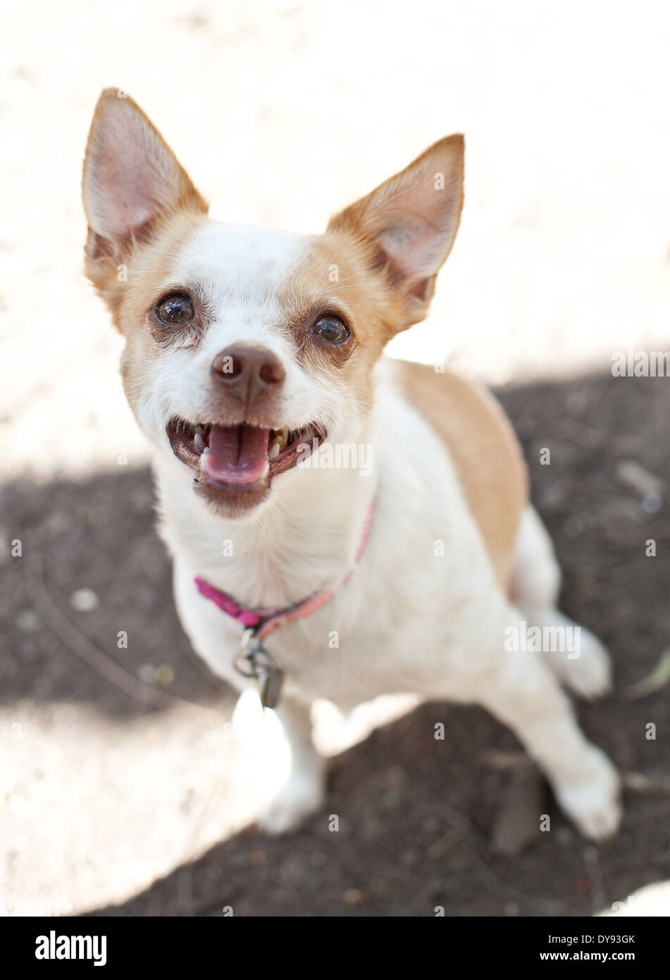 Chihuahua x Jack Russell dog Stock Photo Alamy