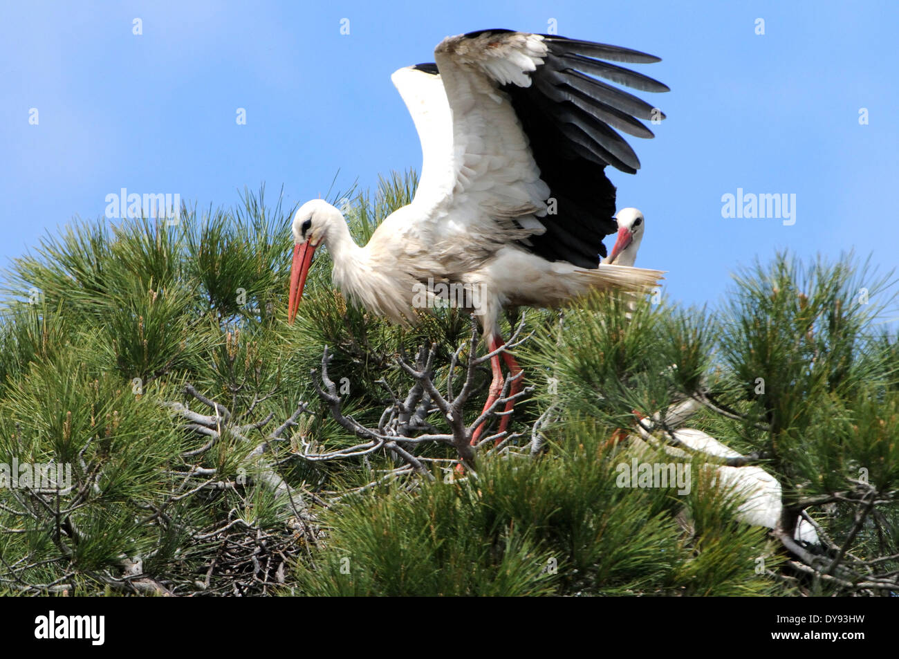 White stork stork storks Ciconia ciconia Extremadura storks Extremadura white storks storks Spain animal animals Germany Euro Stock Photo