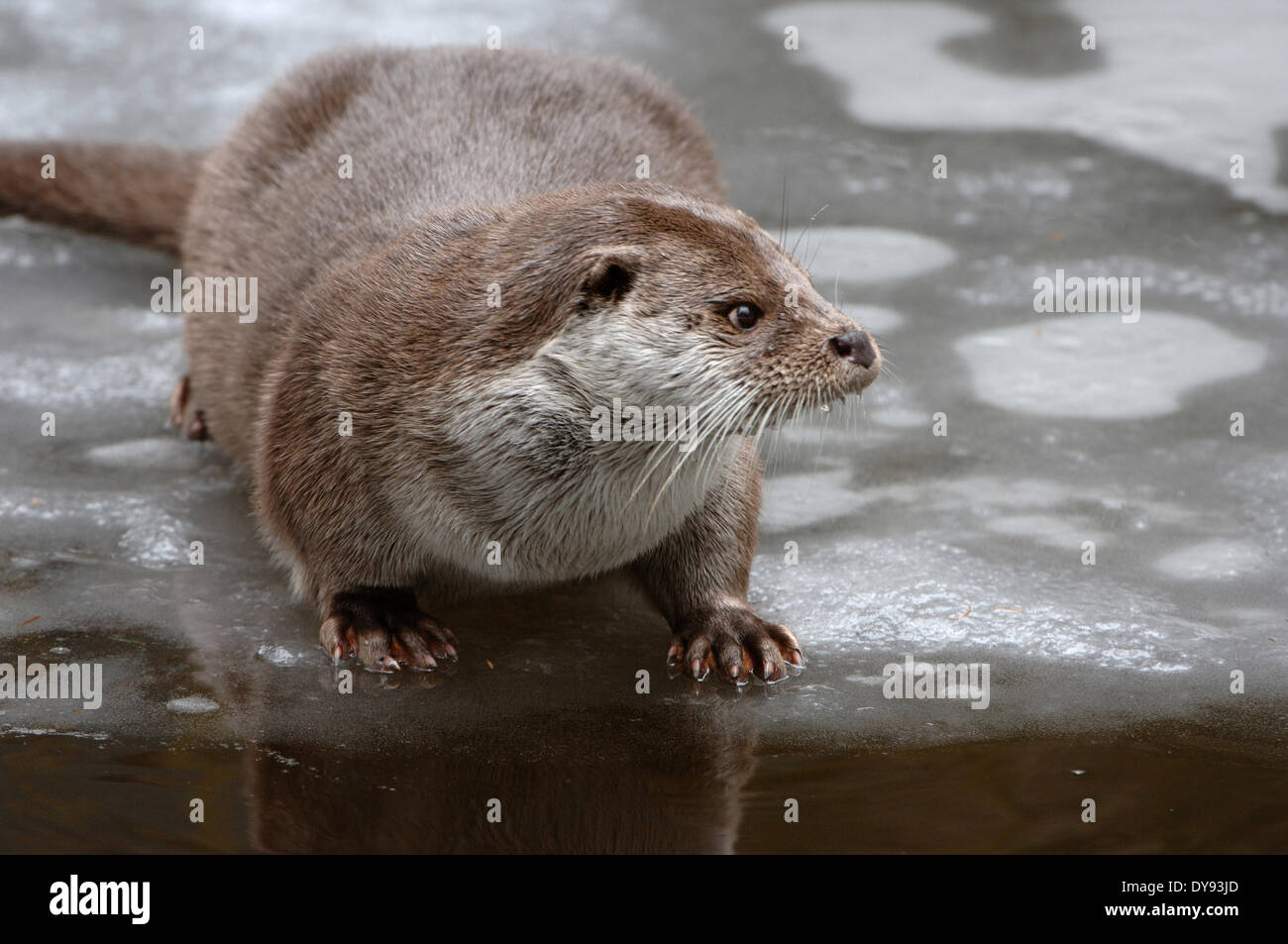 Otter Lutra lutra hairynosed otter mustelidae martens predators canids otters water predator