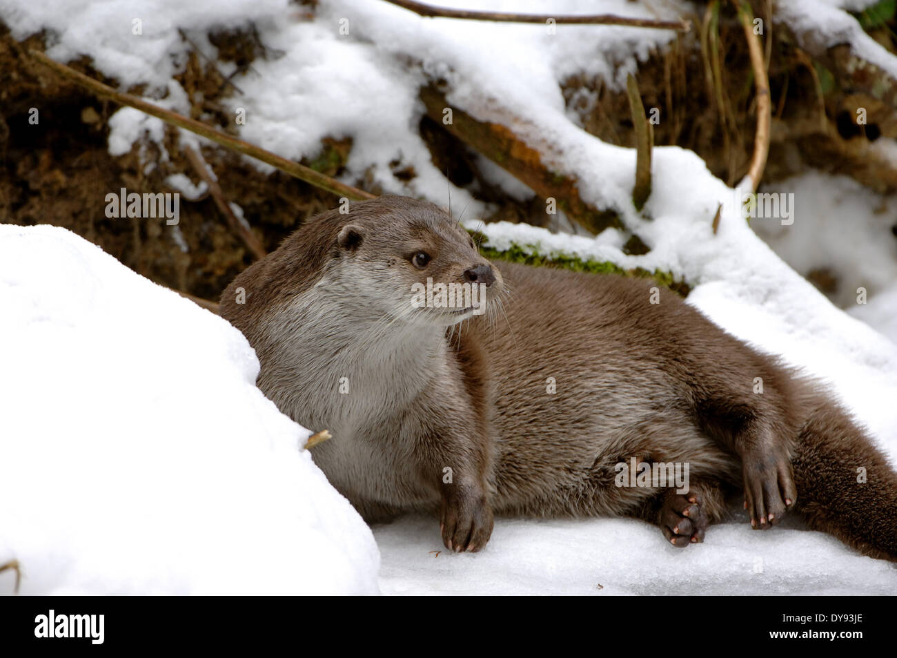 Otter Lutra lutra hairy-nosed otter mustelidae martens predators canids otters water predator fish marten animal animals Germ Stock Photo