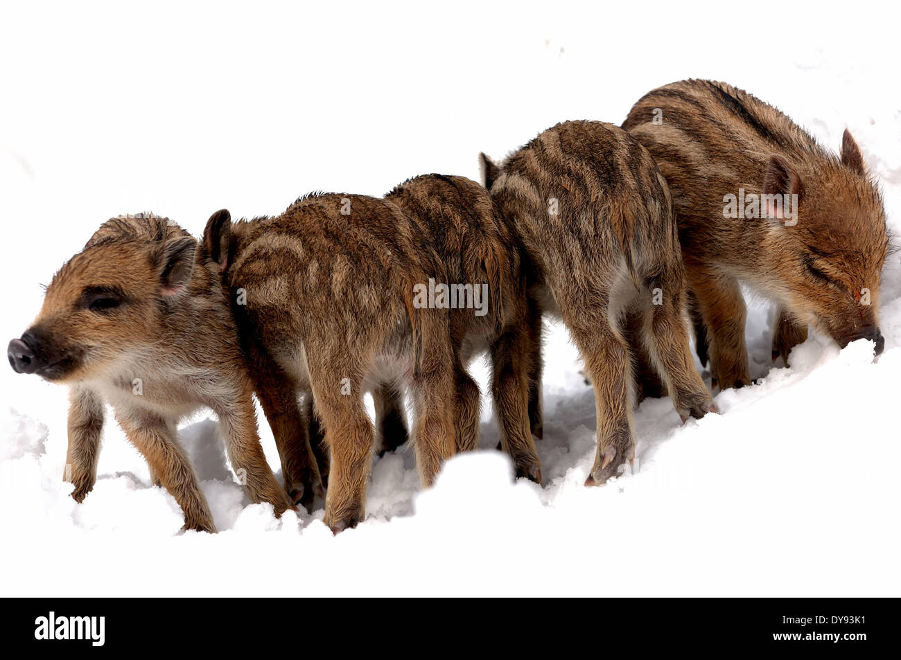 Wild boar Sus scrofa scrofa sow sows wild boars cloven-hoofed animal pigs pig vertebrates mammals winter snow cold young wild Stock Photo
