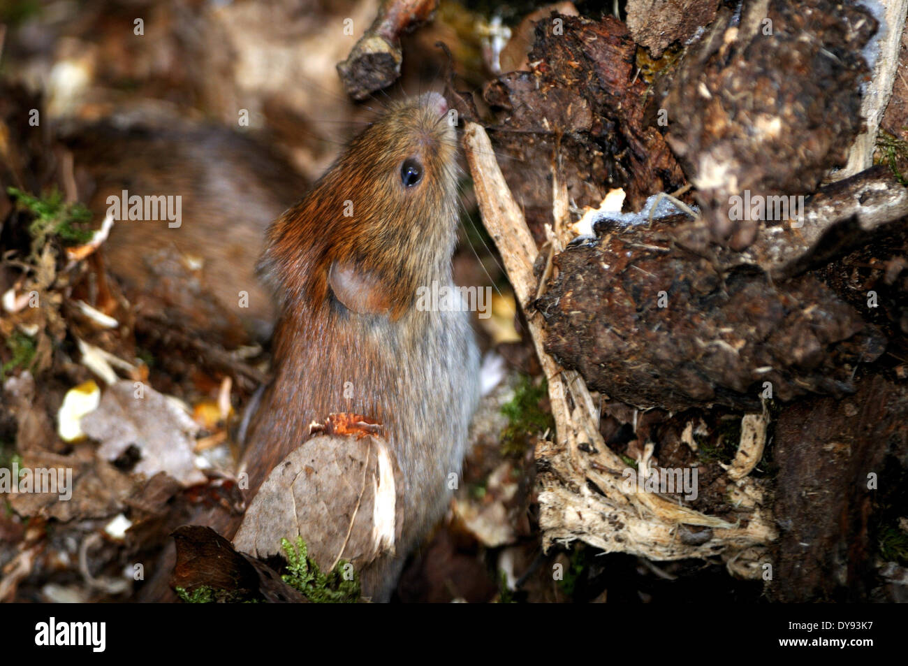 Mice mouse vole root vole voles bank vole Clethrionomys glareolus little rodents rodent forest ground Rodents animal animals, Stock Photo