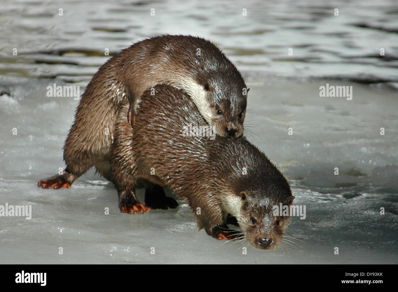Otter Lutra lutra hairy-nosed otter mustelidae martens predators Stock
