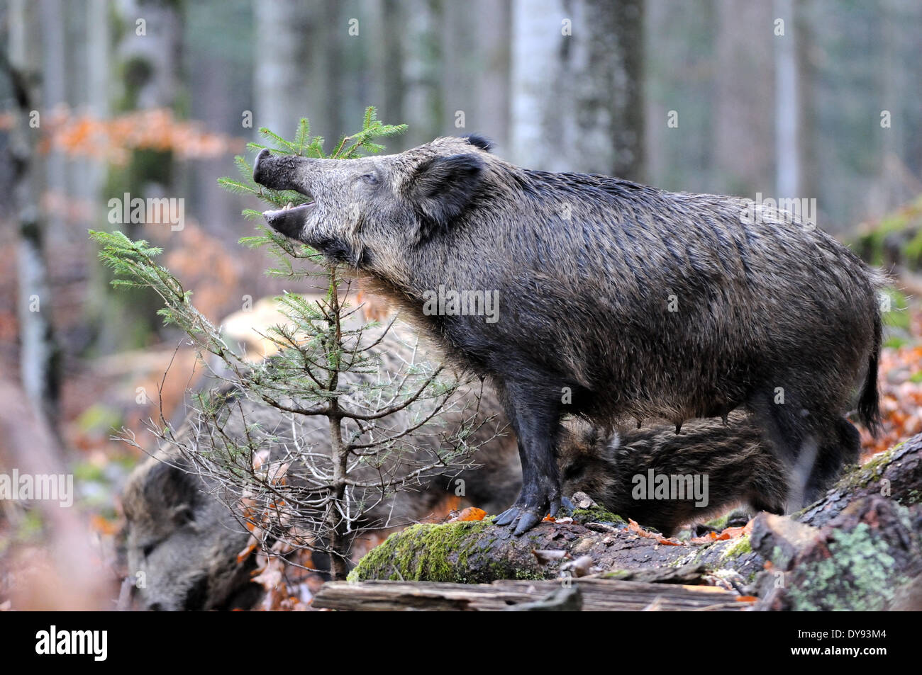 Wild boar Sus scrofa scrofa sow sows wild boars cloven-hoofed animal pigs pig vertebrates mammals animal animals Germany Euro Stock Photo