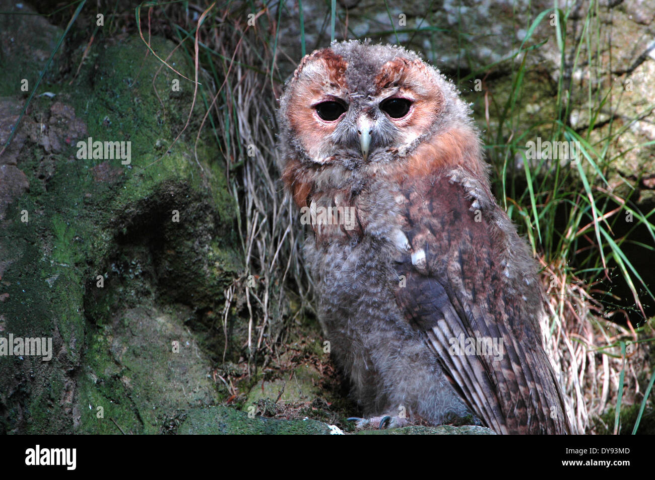 Tawny owl, owl, owls, birds, aves, owl, Strigidae, Strix Aluco, night, raptor, bird of prey, animal, animals, Germany, Europe, Stock Photo