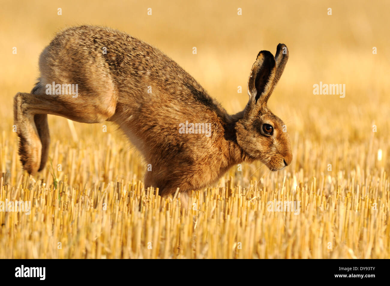 Hare, Rabbit, Lepus europaeus Pallas, brown hare, bunny, stubble field, summer, animal, animals, Germany, Europe, Stock Photo