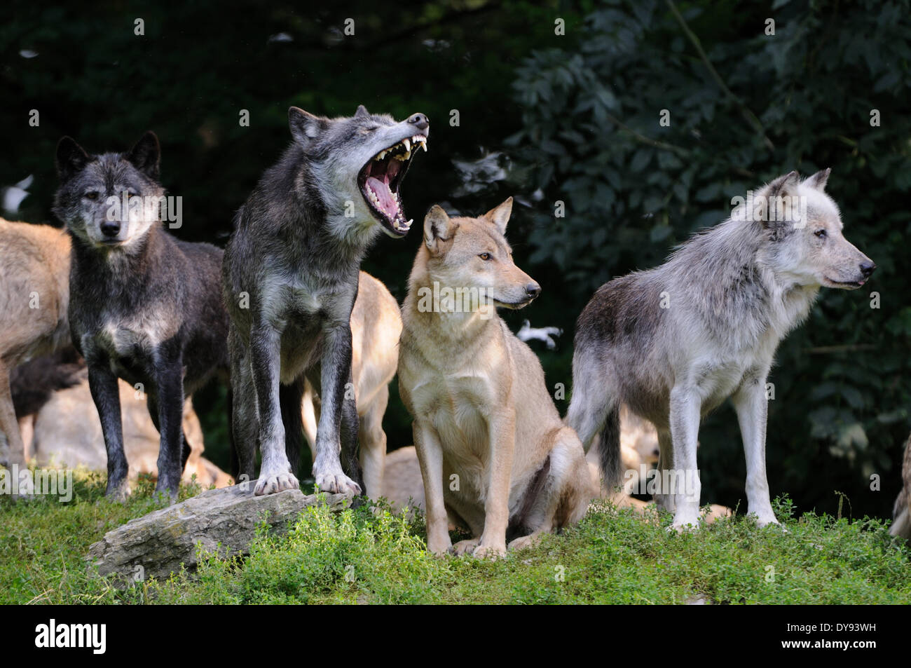 Eastern Timber wolf Canis lupus lycaon American gray wolf Wolf gray wolf canids dogs Canis predator wolves herd herd behavior, Stock Photo