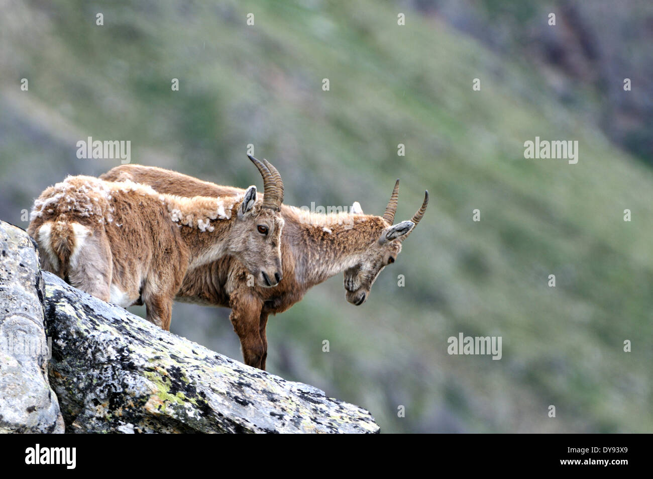 Capricorn Ibex mountain goat cloven-hoofed animal horns Bovidae goat ...