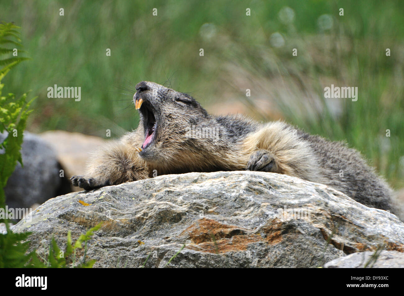 Groundhog, rodent, Alpine groundhog, gopher, Mankei, Marmota, Yawning