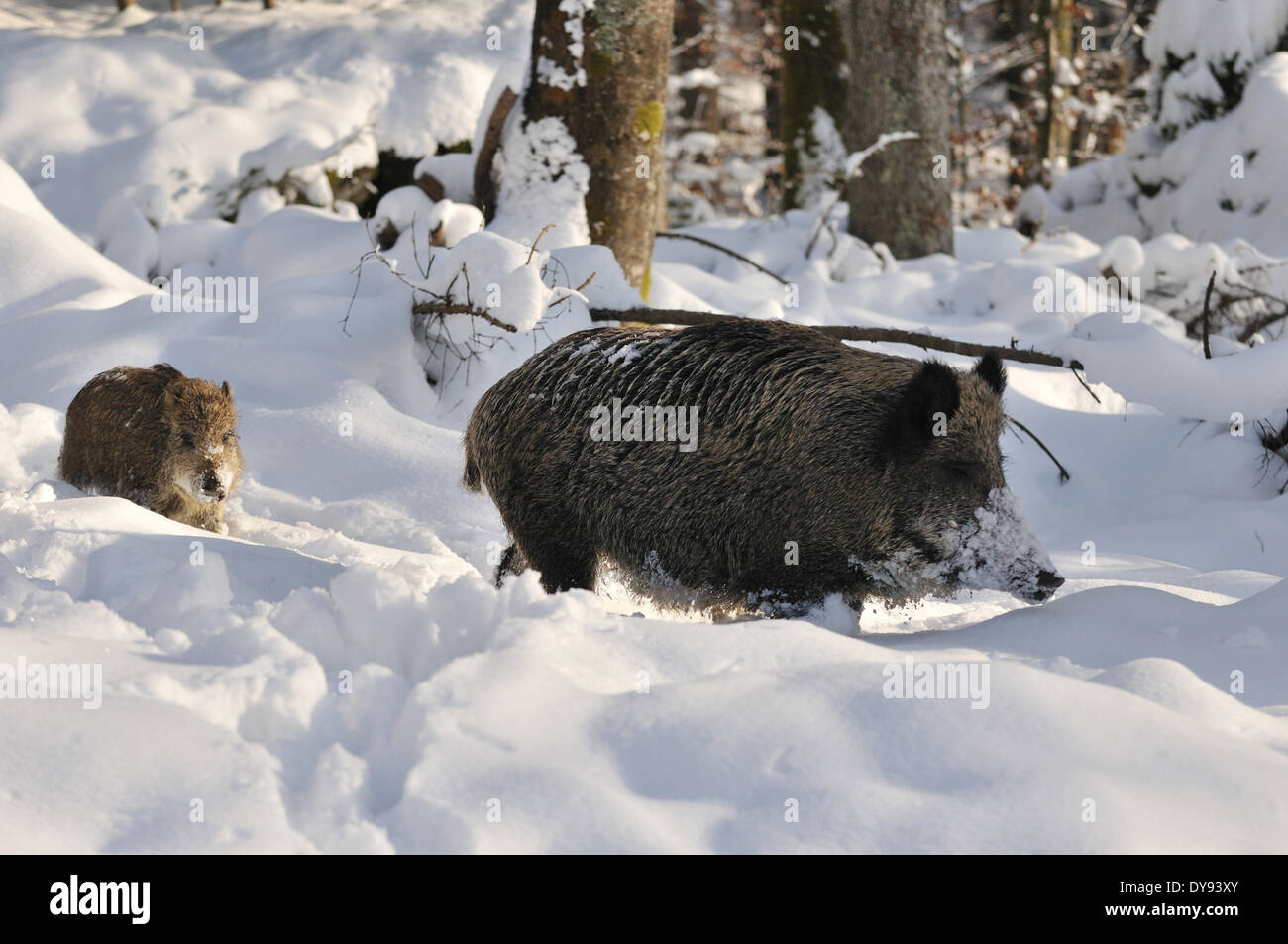 Wild boar Sus scrofa scrofa sow sows wild boars cloven-hoofed animal pigs pig vertebrates mammals wild boars snow spruce fores Stock Photo