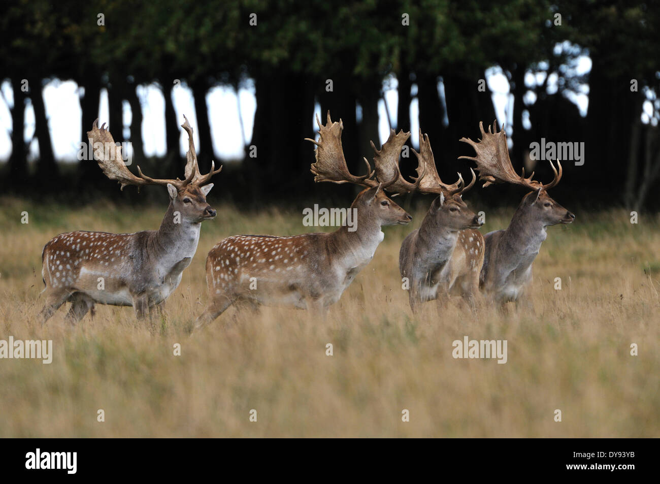 fallow deer, deer, stags, stag, cloven-hoofed animal, antler, Cervid, Dama Dama, animal, animals, Germany, Europe, Stock Photo