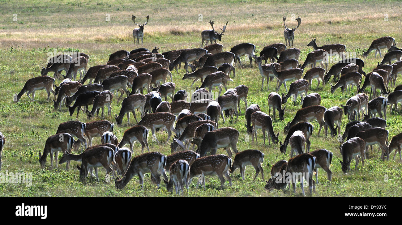 fallow deer, deer, stags, stag, cloven-hoofed animal, antler, Cervid, Dama Dama, animal, animals, Germany, Europe, Stock Photo