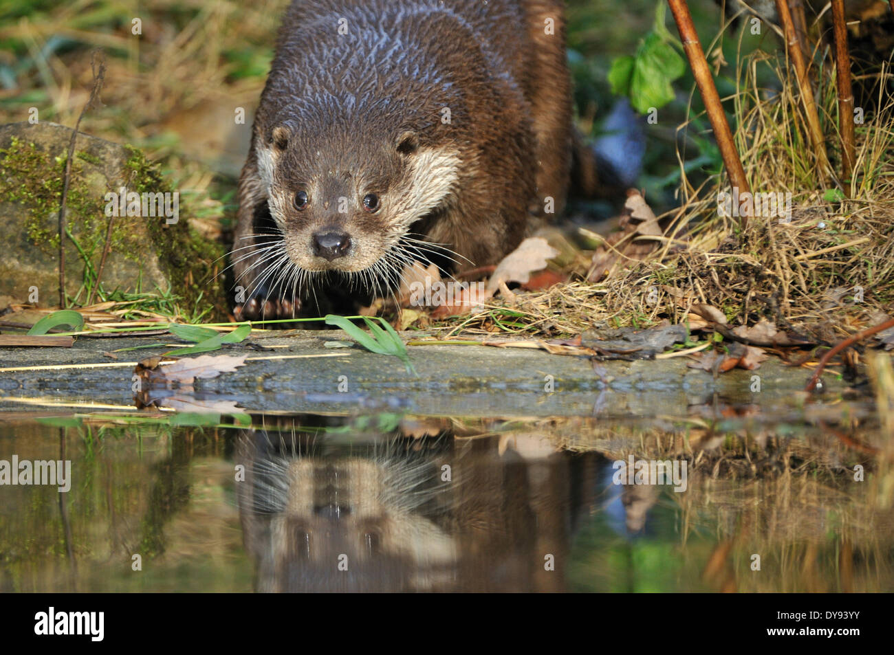 Otter Lutra lutra hairynosed otter mustelidae martens predators canids otters water predator
