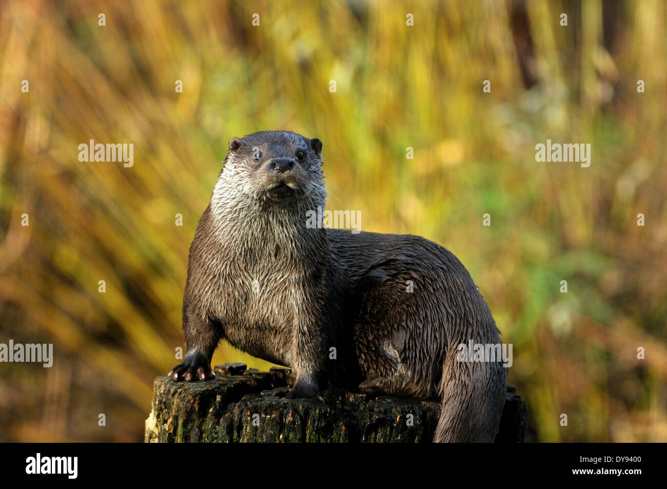 Otter Lutra lutra hairy-nosed otter mustelidae martens predators canids otters water predator fish marten animal animals Germ Stock Photo