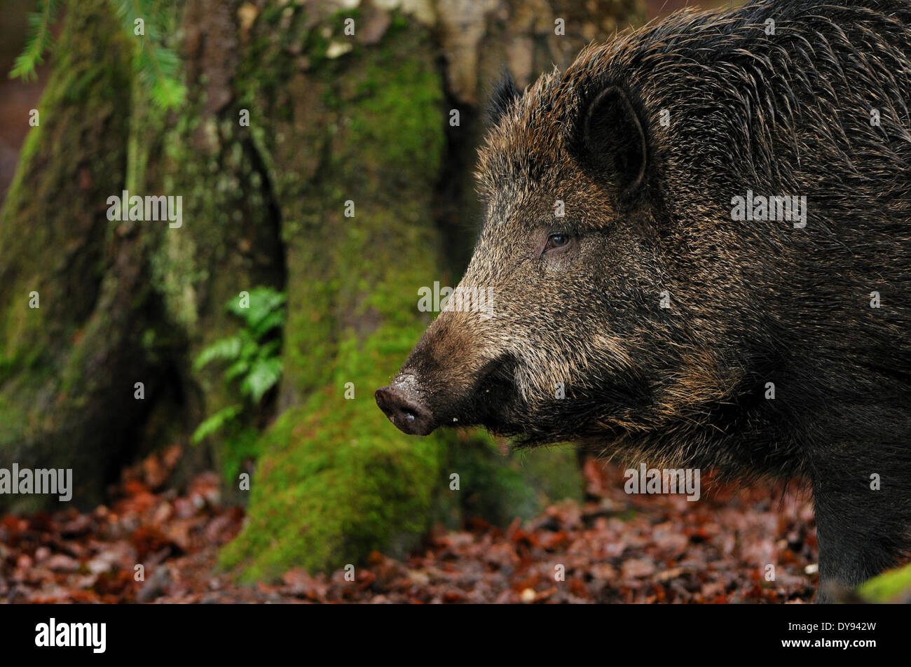 Wild boar Sus scrofa scrofa sow sows wild boars cloven-hoofed animal pigs pig vertebrates mammals winter snow cold animal an Stock Photo