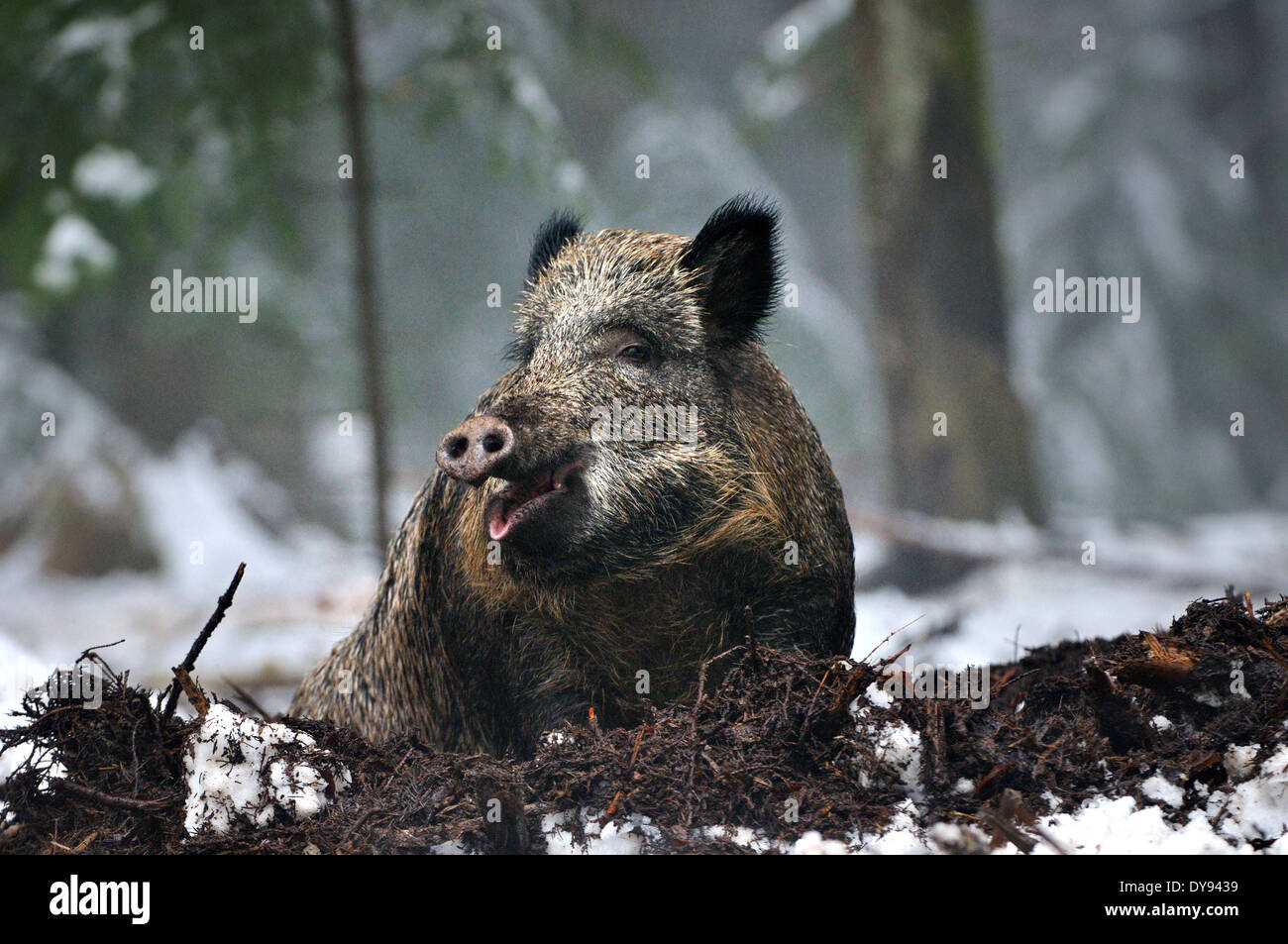 Wild boar Sus scrofa scrofa sow sows wild boars cloven-hoofed animal pigs pig vertebrates mammals winter snow cold animal an Stock Photo