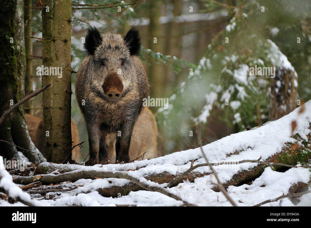 Wild boar Sus scrofa scrofa sow sows wild boars cloven-hoofed animal pigs pig vertebrates mammals winter snow cold winter an Stock Photo