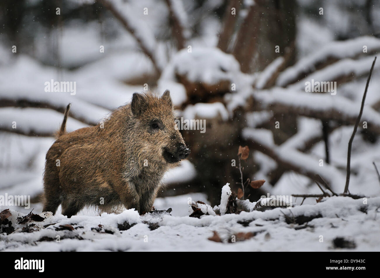 Wild boar Sus scrofa scrofa sow sows wild boars cloven-hoofed animal pigs pig vertebrates mammals winter snow cold animal an Stock Photo