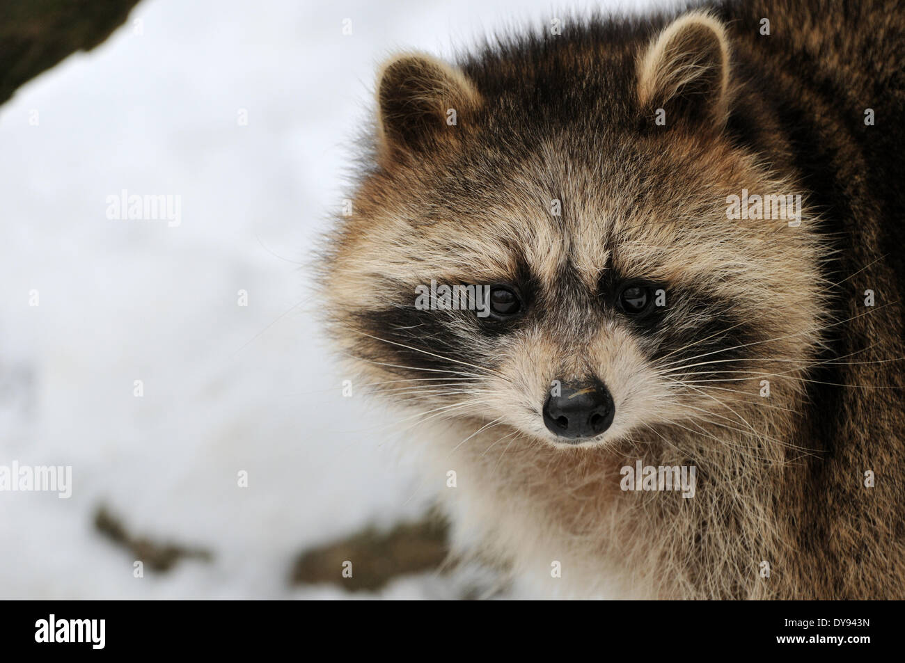 Racoon, canids, predator, small bear, North American racoon, Procyon lotor, racoons, animal, animals, Germany, Europe, Stock Photo