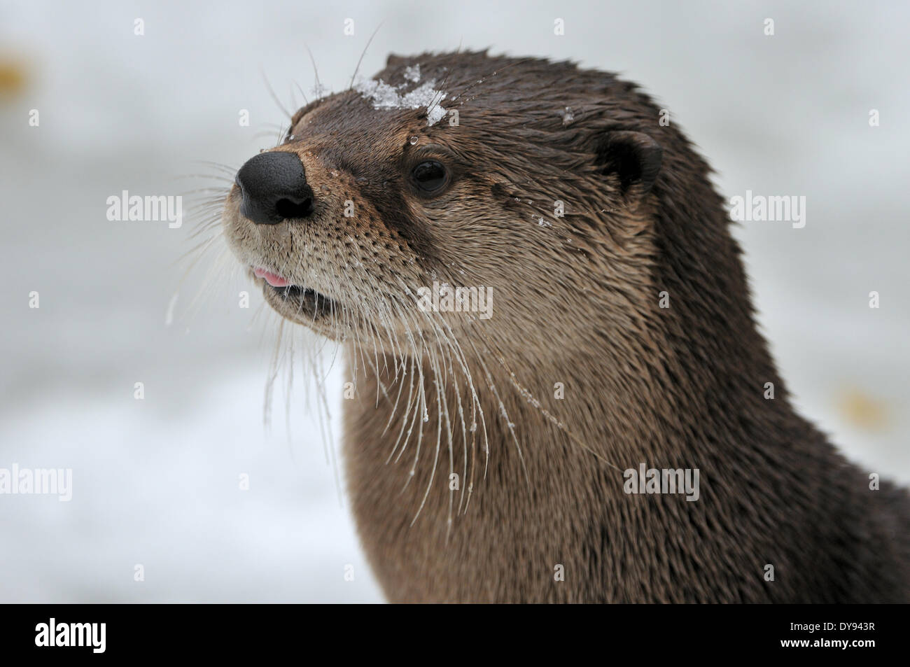 Otter Lutra lutra hairynosed otter mustelidae martens predators canids otters water predator