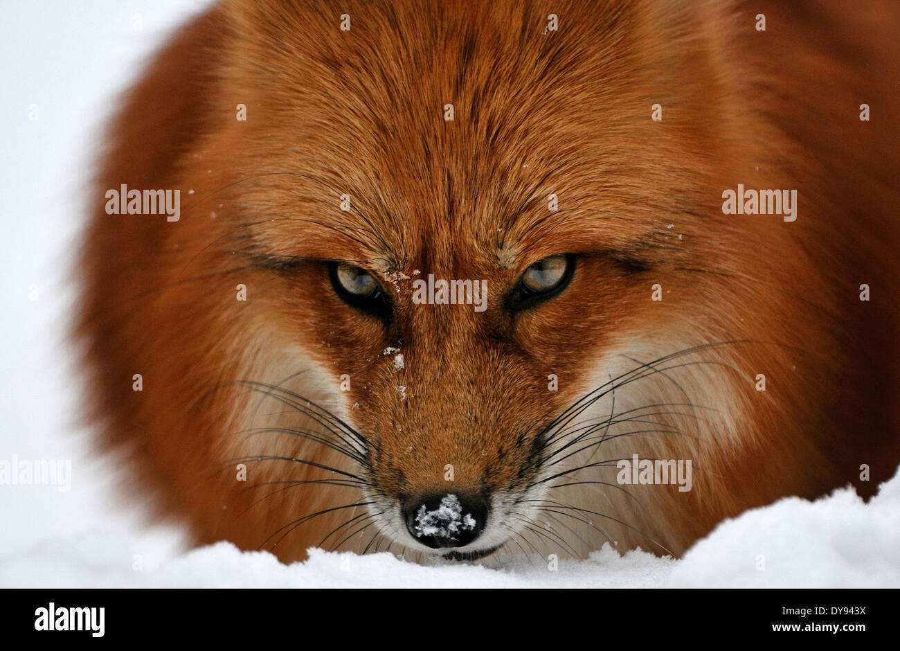 Red fox fox predator canids crafty European fox Vulpes vulpes foxes red fox winter coat winter skin snow winter animal anima Stock Photo