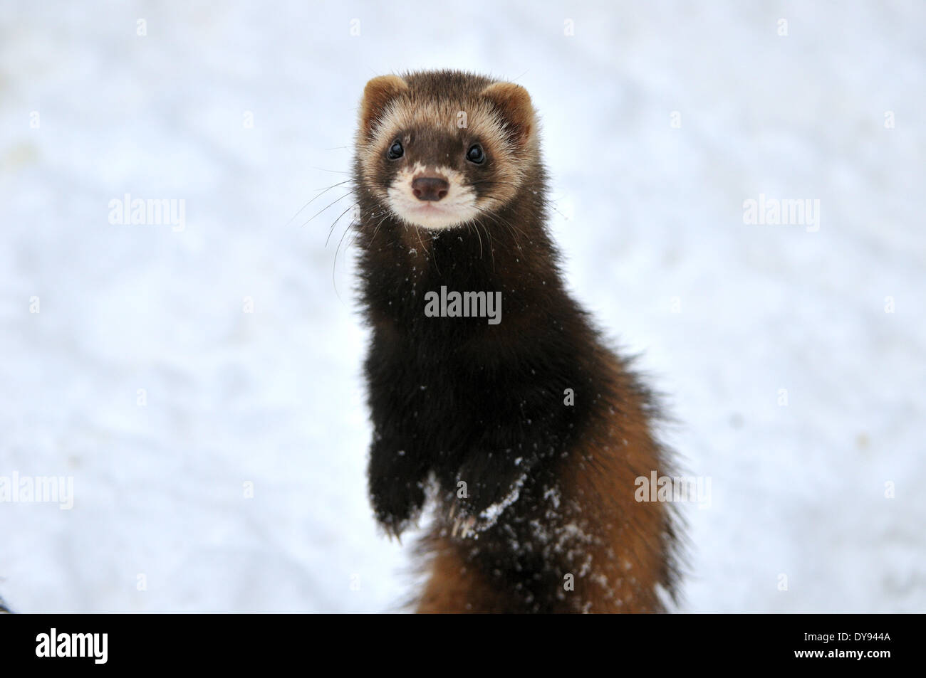 Polecat fitch mustelidae polecats European Polecat predator Nocturnal Mustela putorius winter