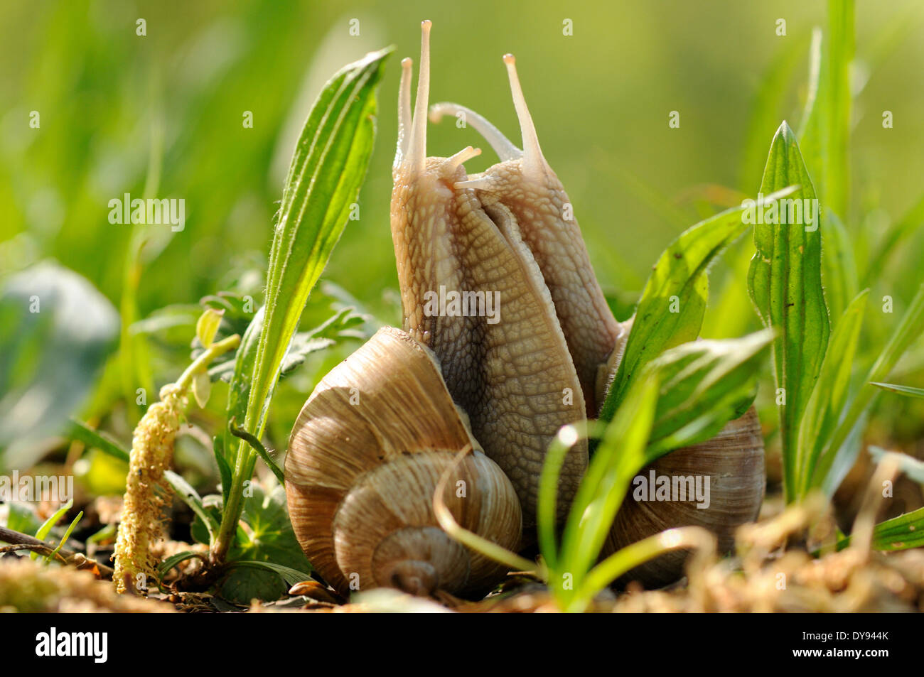 Edible snail snails snail molluscs Mollusca edible snails Helix pomatia