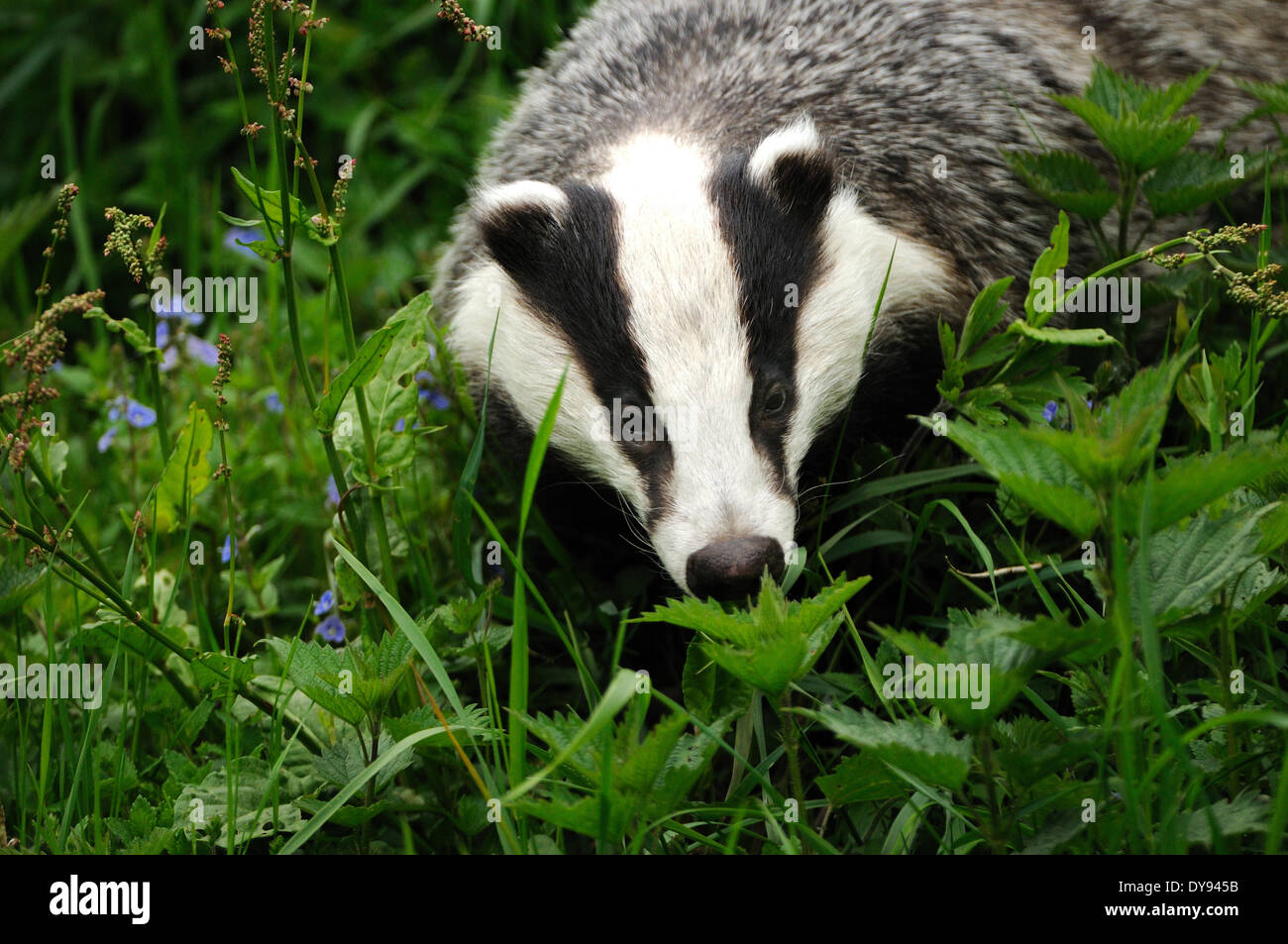 Badger, Meles meles, spring, meadow, mustelidae, martens, animal, animals, Germany, Europe, Stock Photo