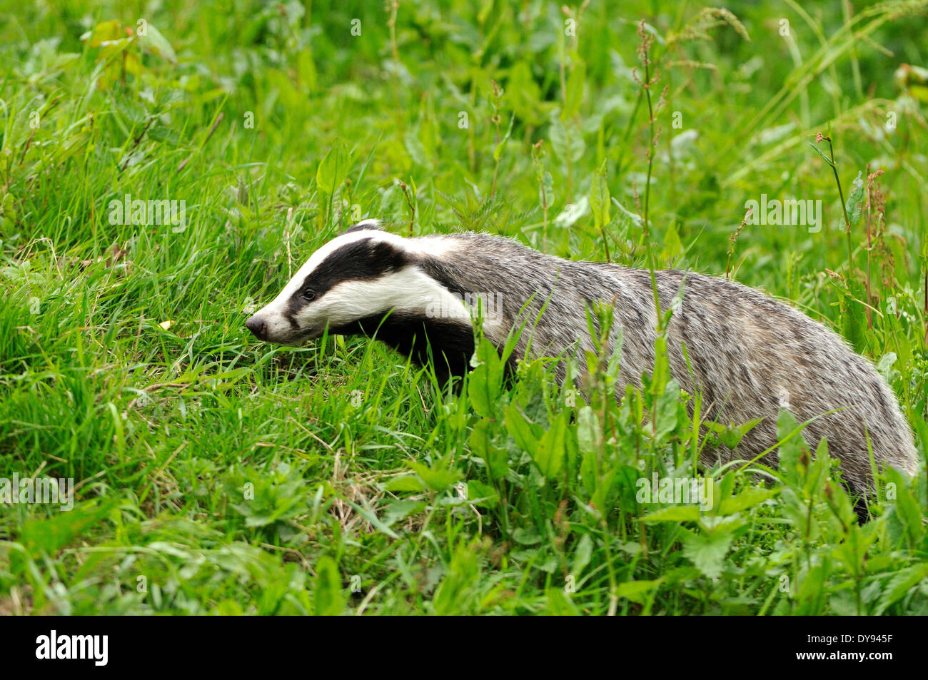 Badger, Meles meles, spring, meadow, mustelidae, martens, animal, animals, Germany, Europe, Stock Photo