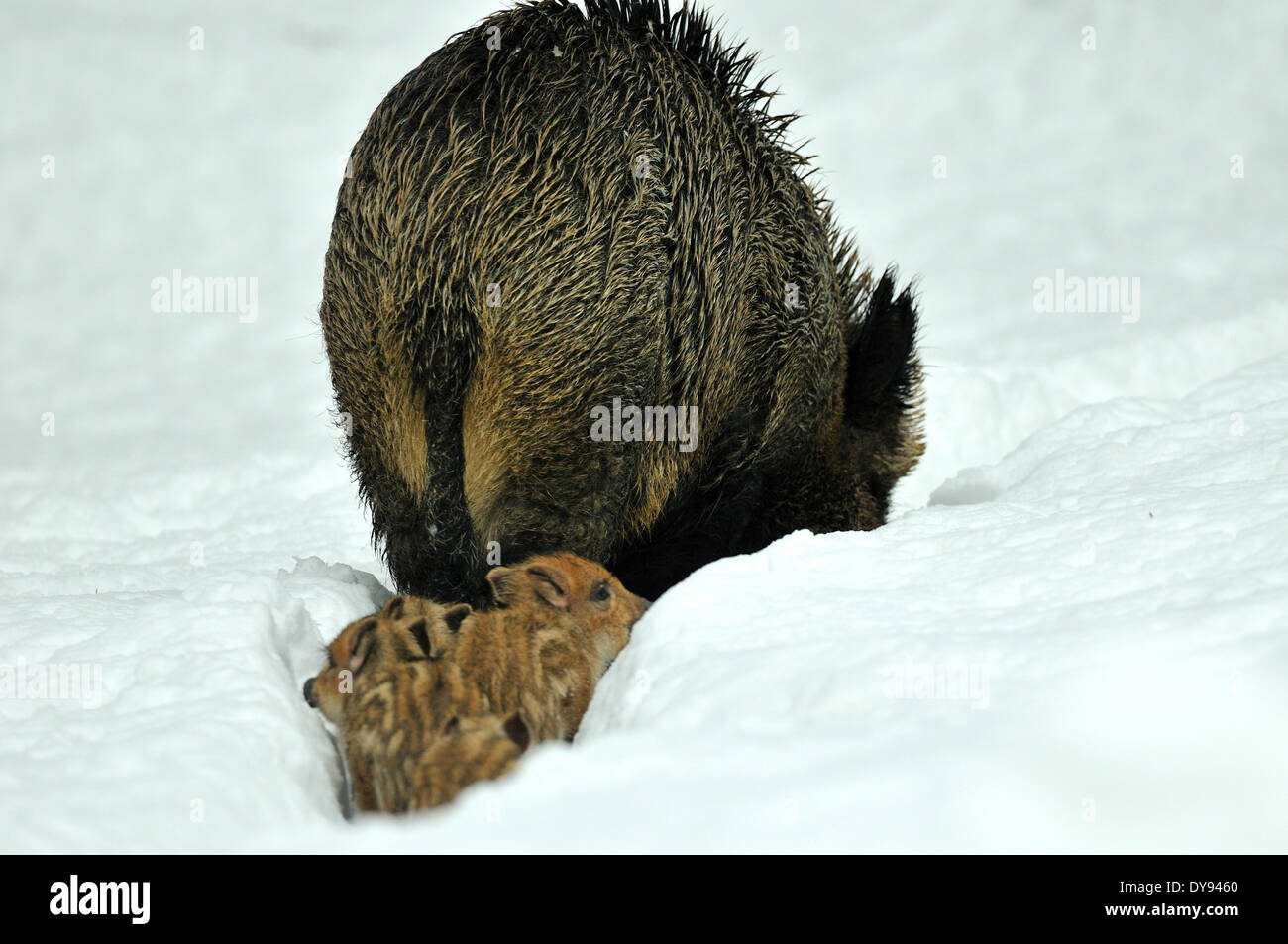 Young wild boars, wild sow, female, March, young wild boar, winter ...