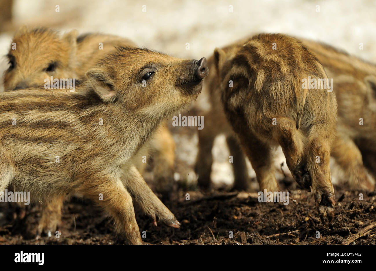 Wild boar Sus scrofa scrofa sow sows wild boars cloven-hoofed animal pigs pig vertebrates mammals winter snow cold young wild Stock Photo