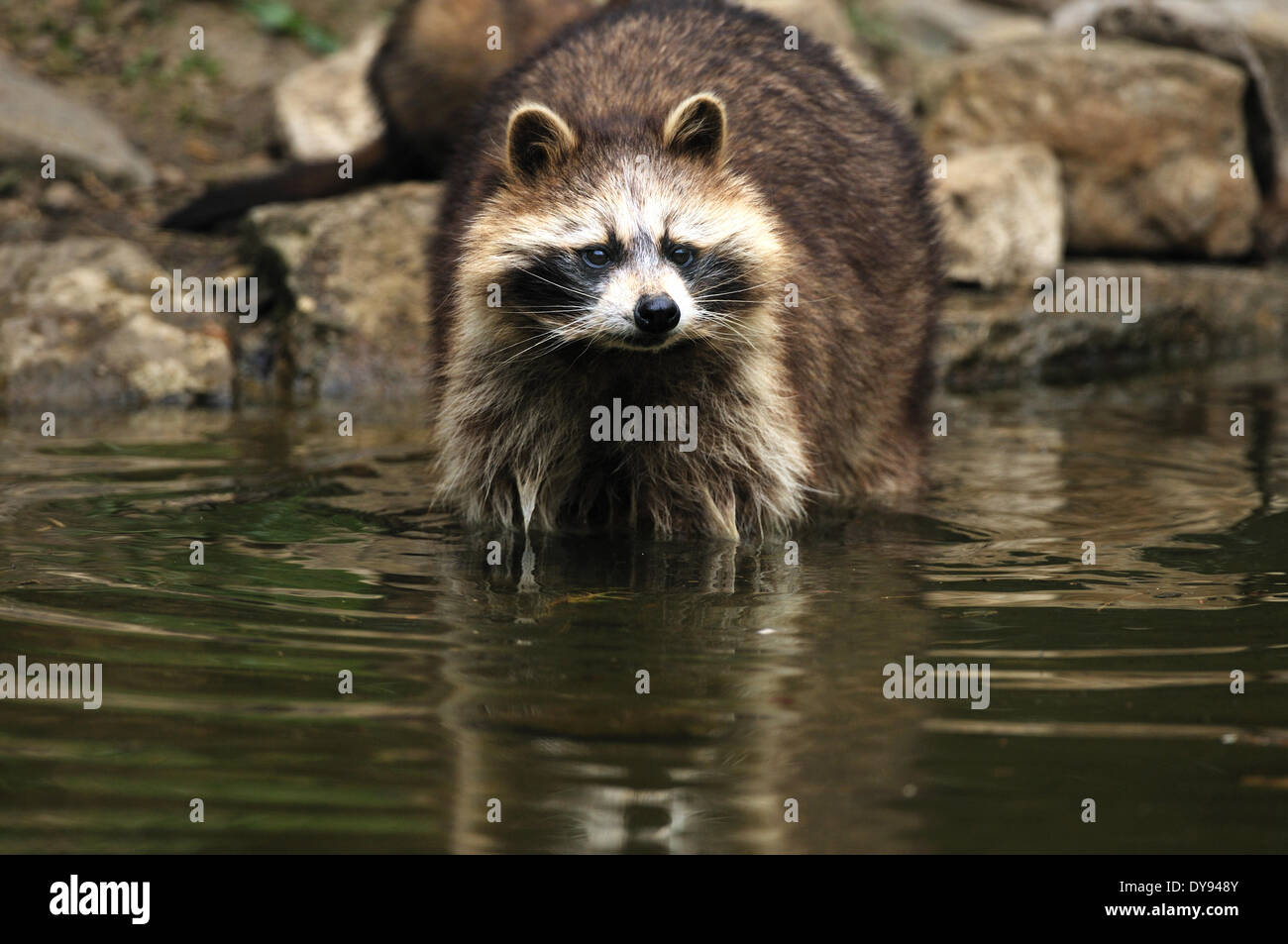 Racoon canids predator small bear North American racoon Procyon lotor racoons racoon foraging water fur animal invasive Immigr Stock Photo