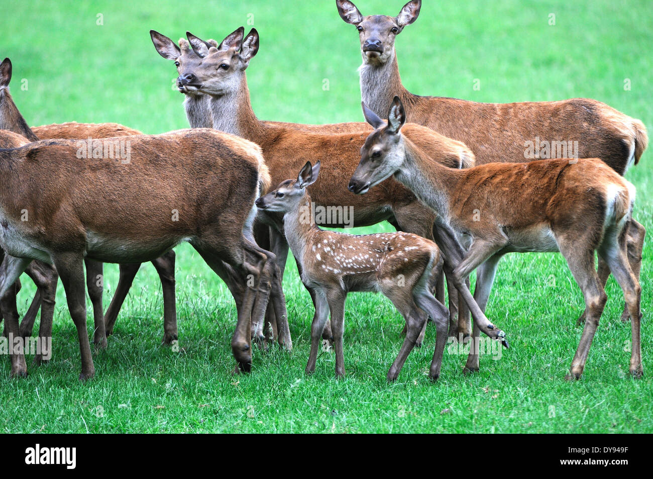 Red deer calves hi-res stock photography and images - Alamy