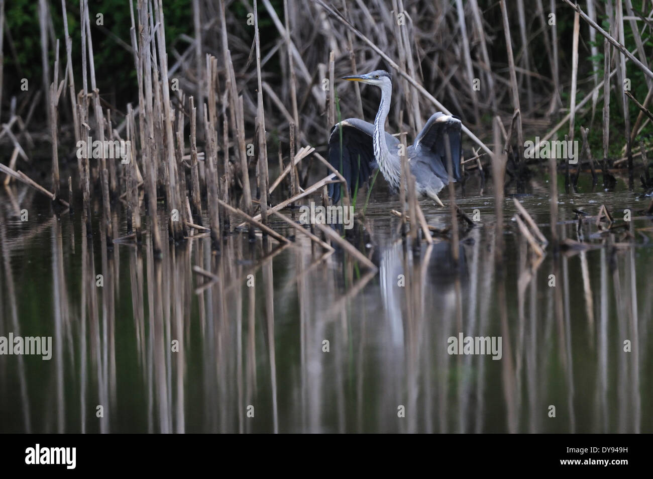 Gray heron heron common heron Ardea cinerea bird birds water birds birds waters gray herons forest lake ciconiiformes fish hun Stock Photo