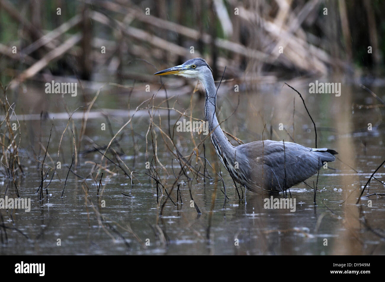 Gray heron heron common heron Ardea cinerea bird birds water birds birds waters gray herons forest lake ciconiiformes fish hun Stock Photo