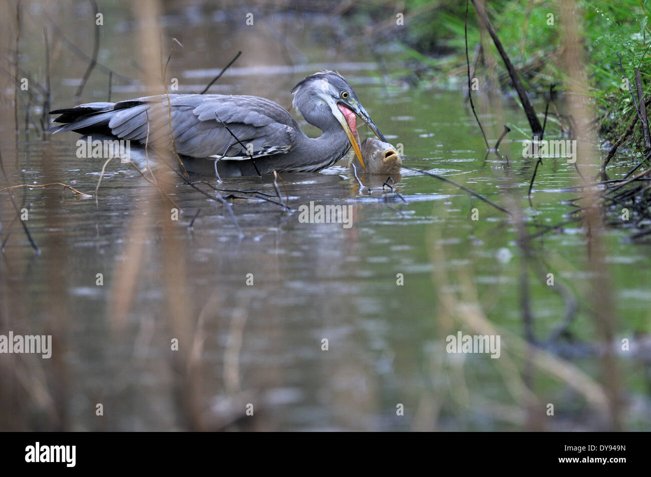 Gray heron heron common heron Ardea cinerea bird birds water birds birds waters gray herons forest lake ciconiiformes fish hun Stock Photo