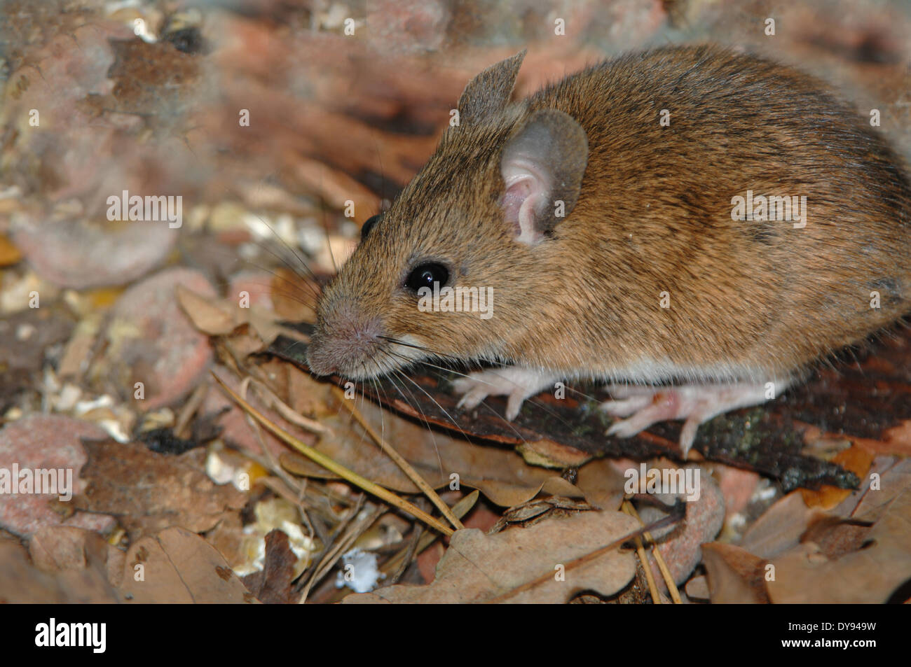 House mouse hires stock photography and images Alamy