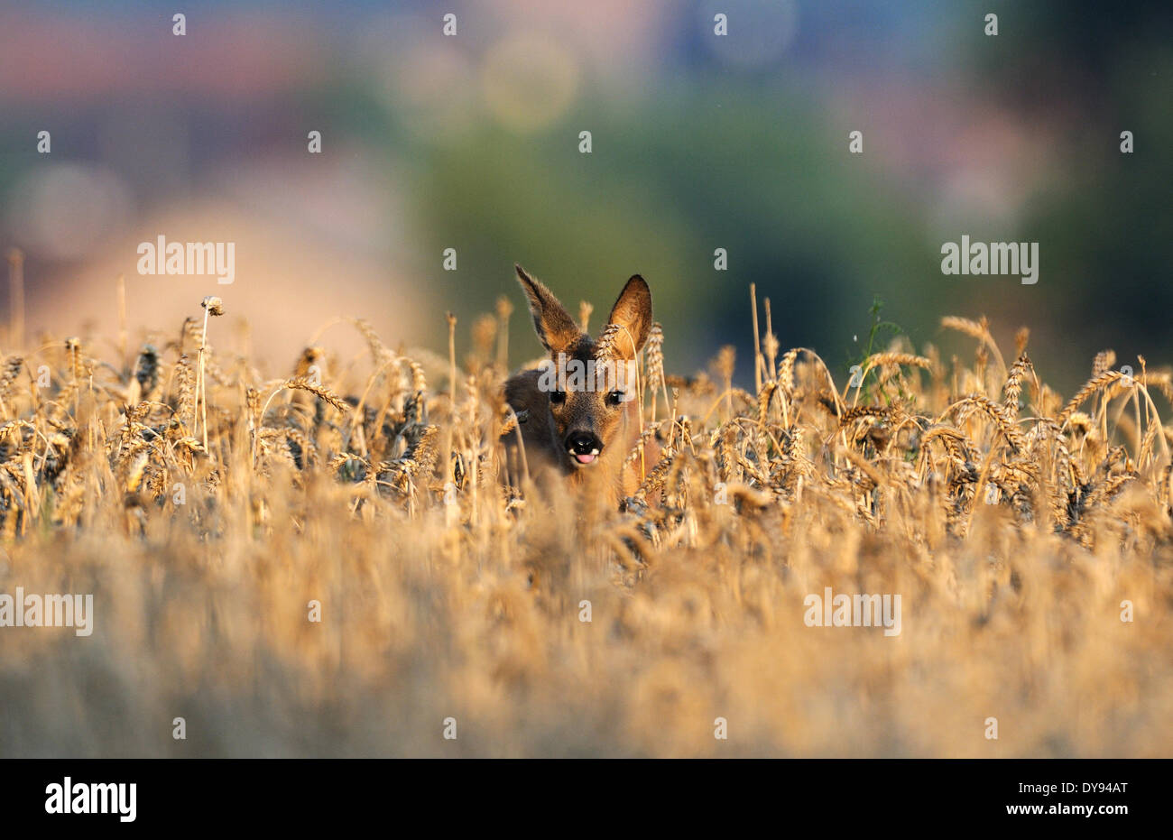 Roe deer, Capreolus capreolus, cloven-hoofed animals, New World deer, summer, red, Cervid, animal, animals, Germany, Europe, Stock Photo