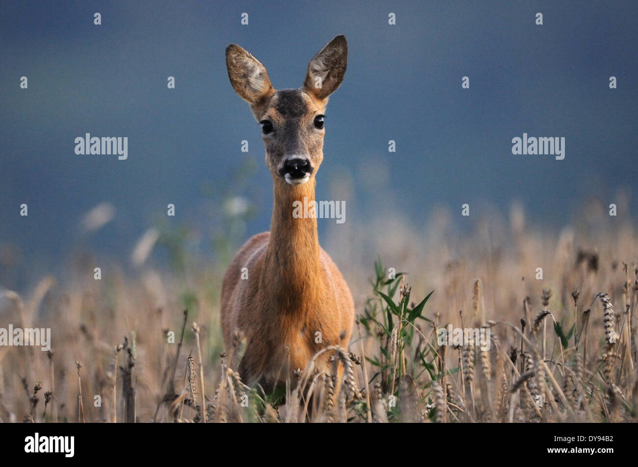 Roe deer, Capreolus capreolus, cloven-hoofed animals, New World deer, summer, red, Cervid, animal, animals, Germany, Europe, Stock Photo
