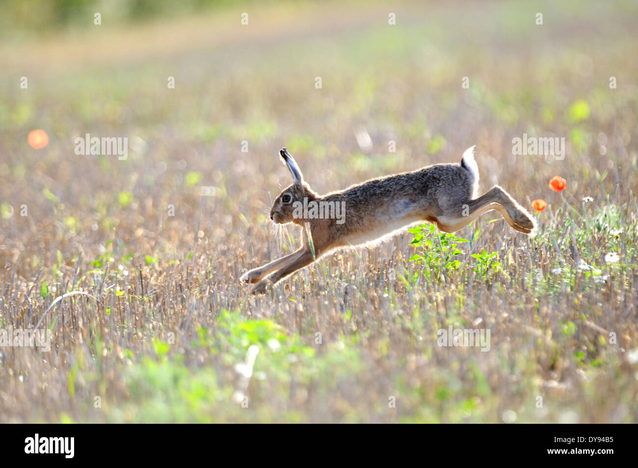 Hare, Rabbit, Lepus europaeus Pallas, brown hare, bunny, animal, animals, Germany, Europe, Stock Photo
